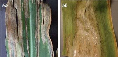 Goss’s wilt present