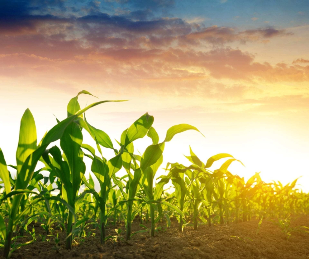Unlocking yield potential with Qrome® products