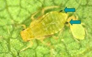 What’s Bugging You?