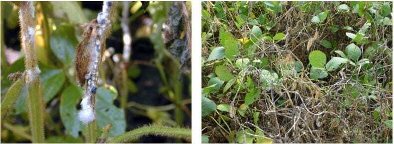 White mold fungicide application considerations