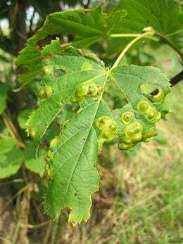 Gall midge
