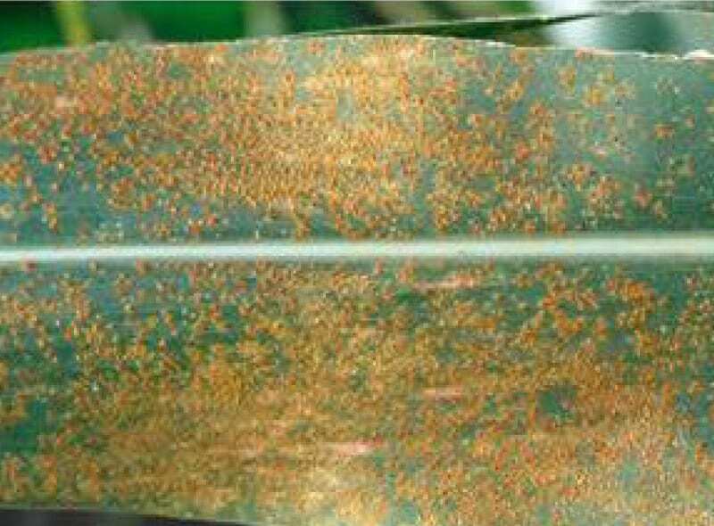 Southern corn rust pustules