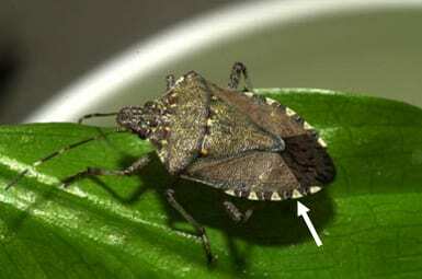 Adult brown marmorated stink bug.