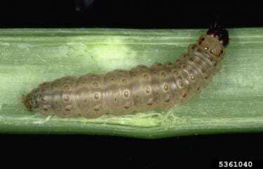 European corn borer