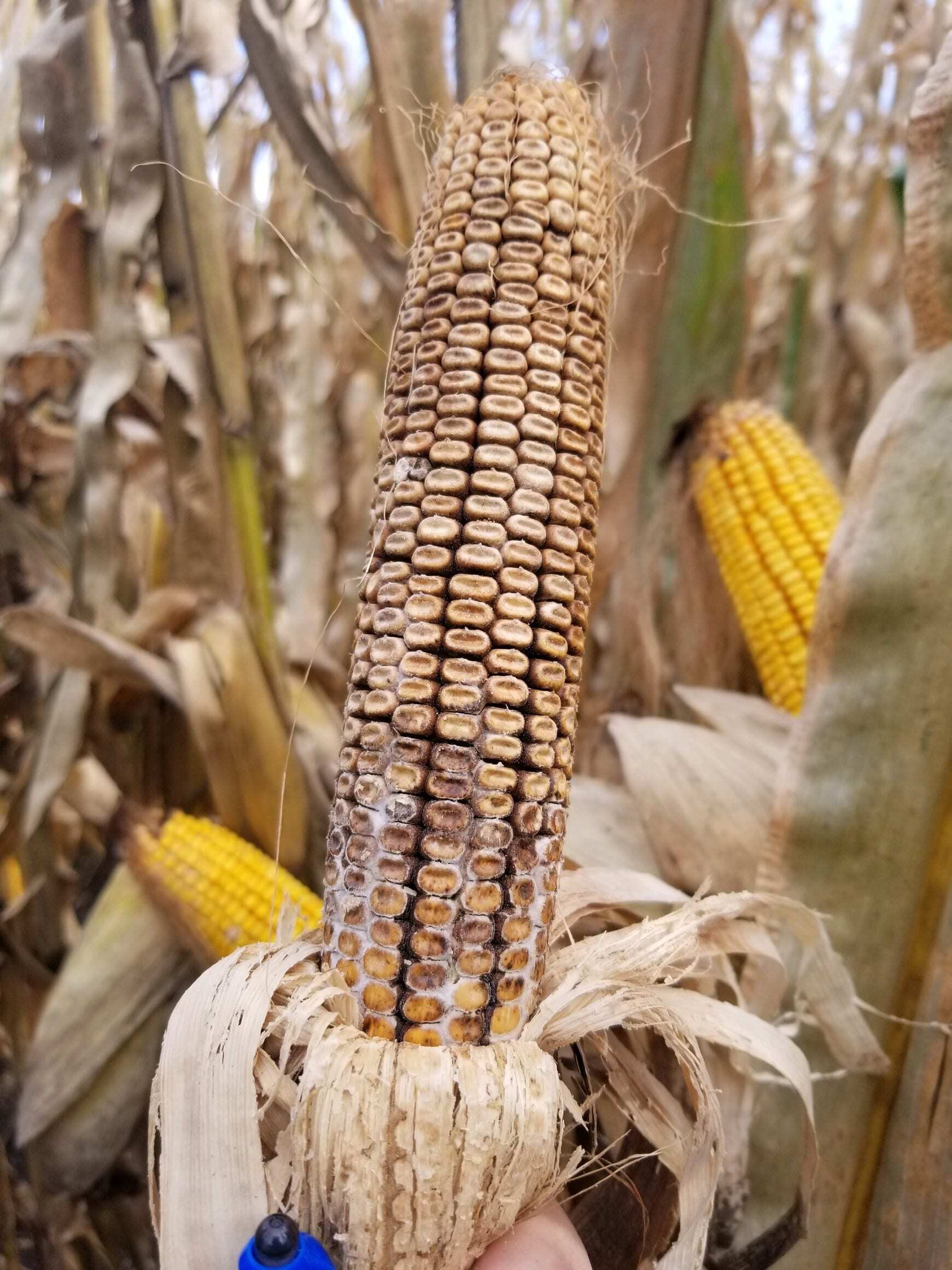 Ear rots and molds have been showing up in fields across Iowa and other parts of the Corn Belt.