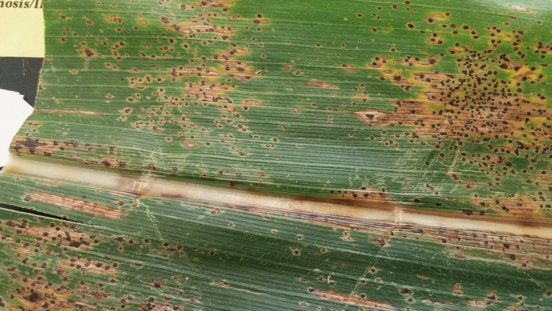 Tar spot on corn. Photo credit: K. Wise. Crop Protection Network.