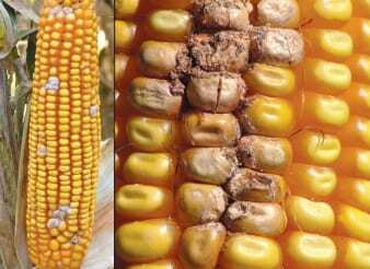 Fusarium ear rot. Photo courtesy of University of Nebraska-Lincoln.