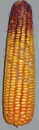Gibberella ear rot. Photo courtesy of University of Nebraska-Lincoln.