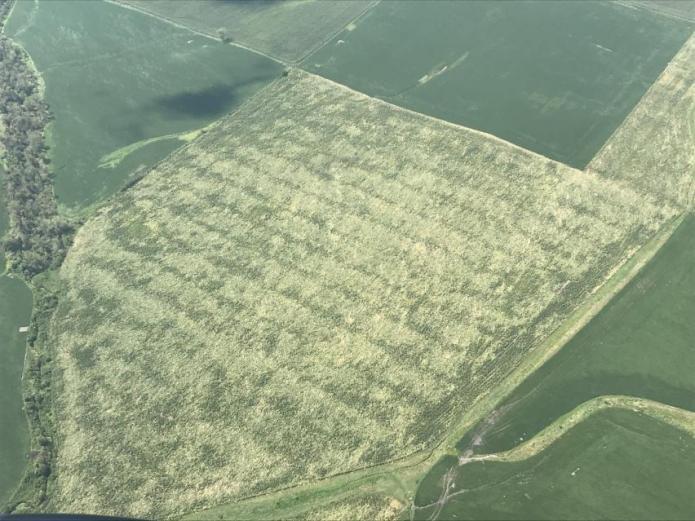 Downed corn in Iowa from August 10 derecho