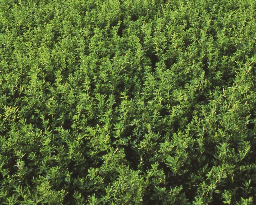 Late summer alfalfa seeding