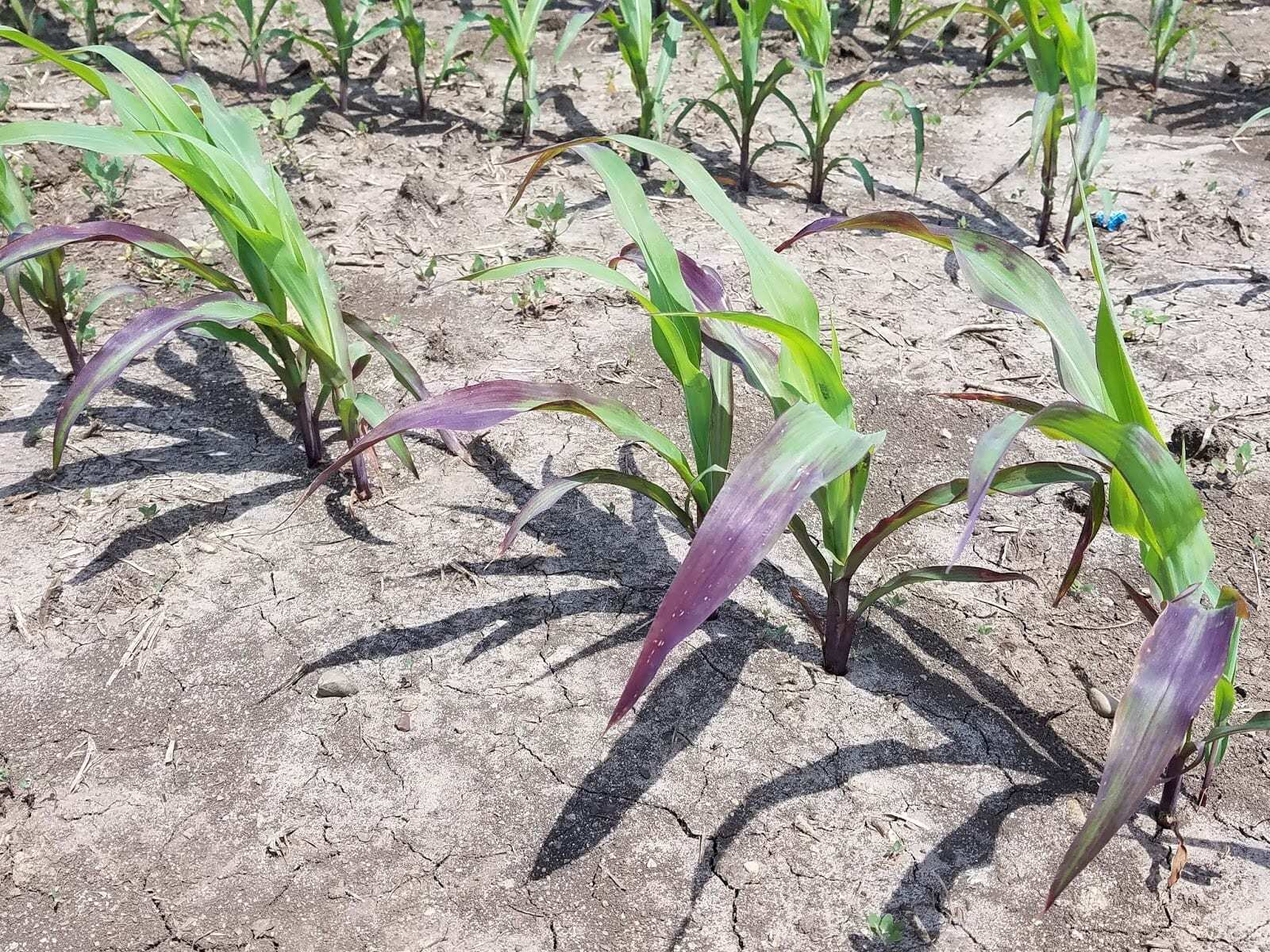 Fallow sydrome - Photo credit: University of Minnesota.