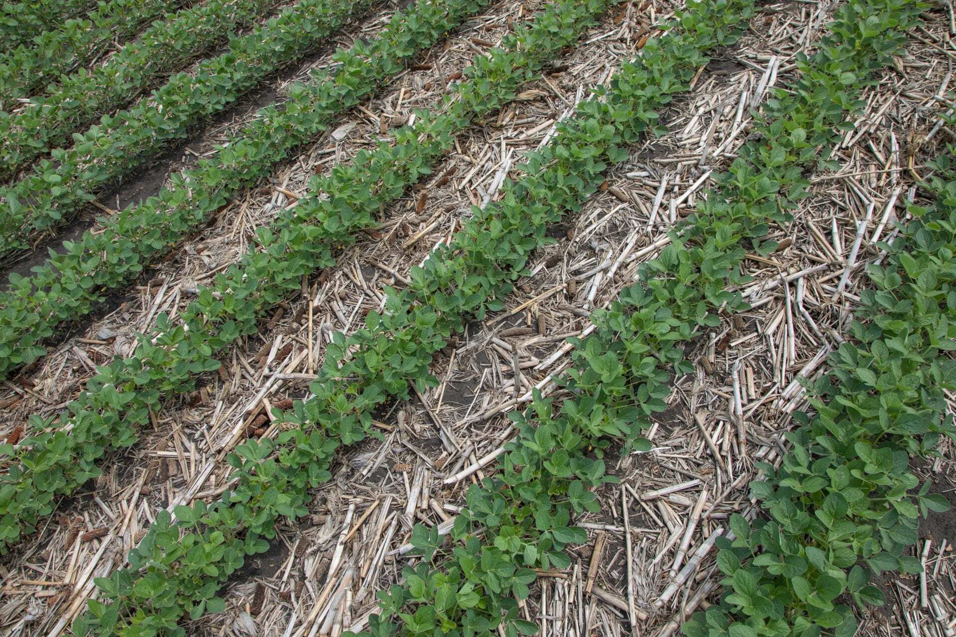 Best practices for 2020 soybean planting.