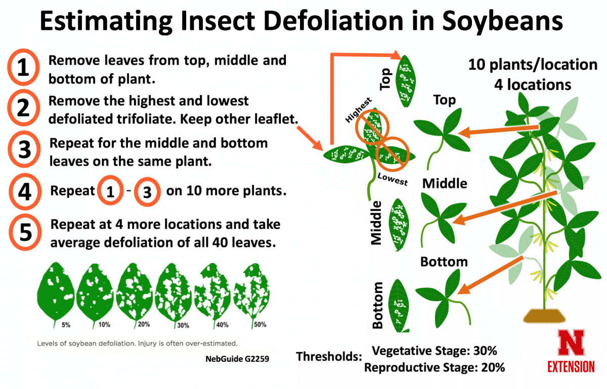 Figure 4. Process for sampling soybean leaves to assess defoliation. Figure by Justin McMechan, Crop Protection and Cropping Systems Specialist, University of Nebraska-Lincoln.