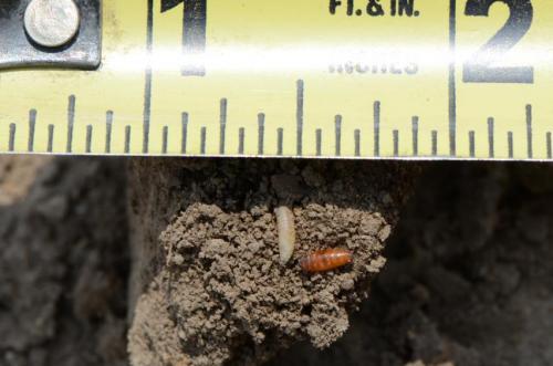 Seedcorn maggot (left) and pupae. Photo by Brian Lang, Iowa State University.
