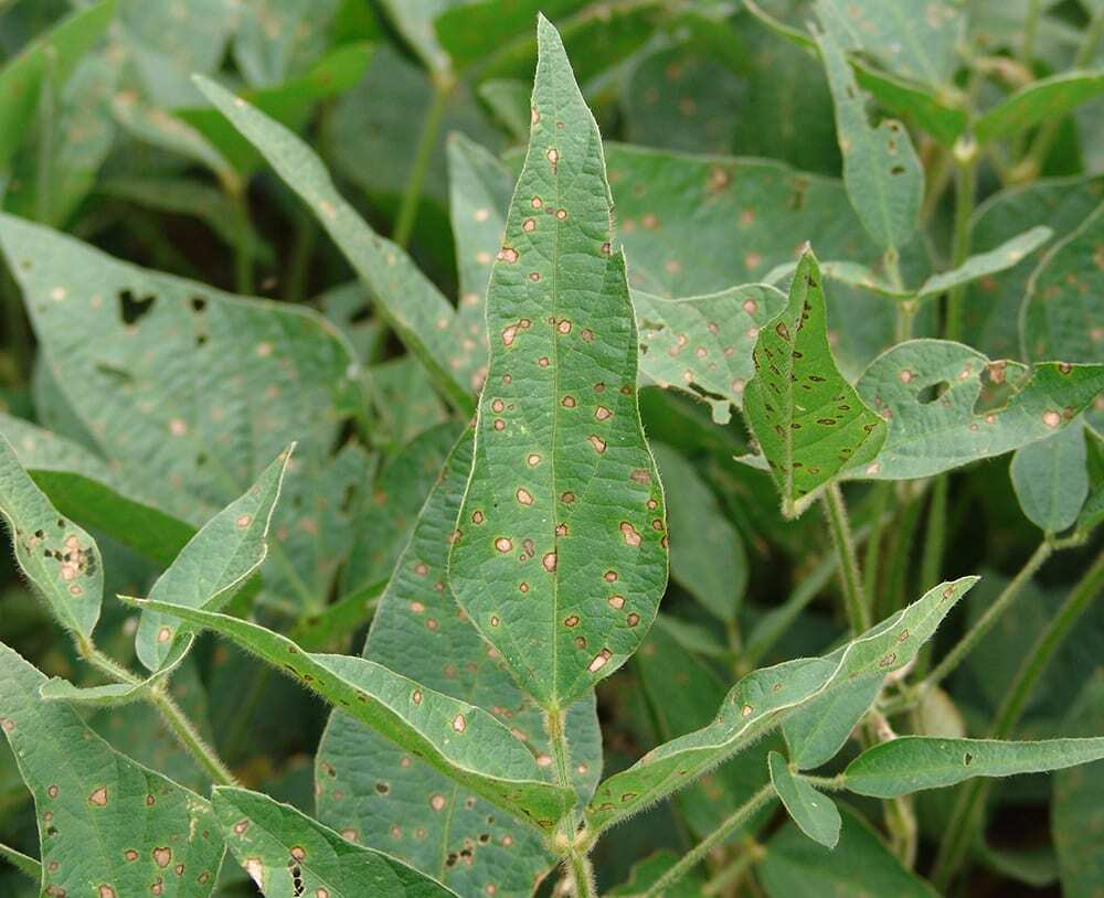 Circospora sojina is the fungus that infects leaves, stems and pods.