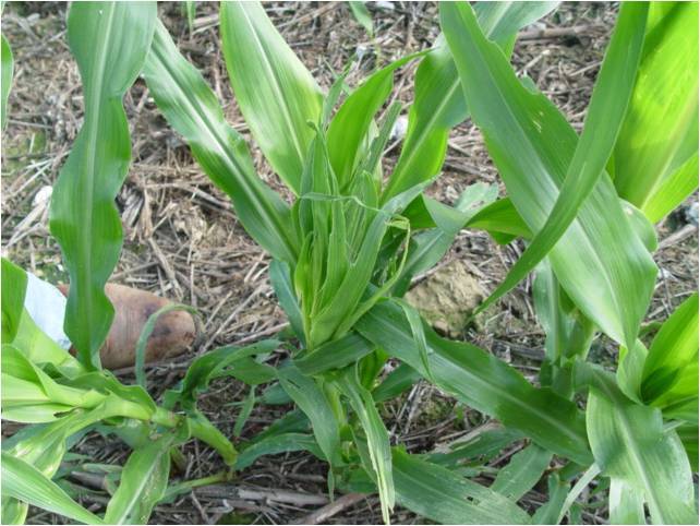 Stink-Bug-Damage-Seedling-Corn
