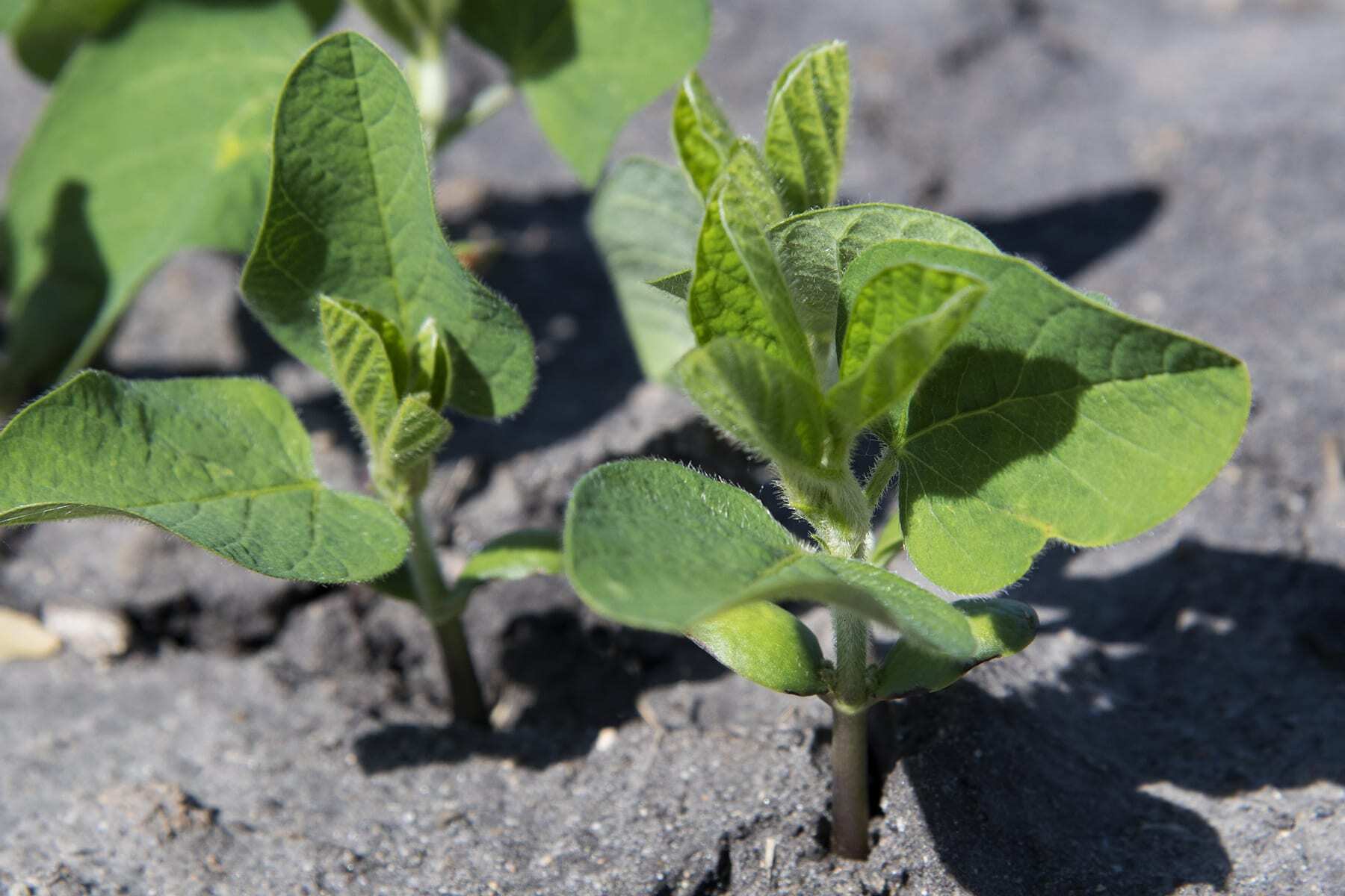 The optimal time to plant soybeans is the same time as you plant corn.