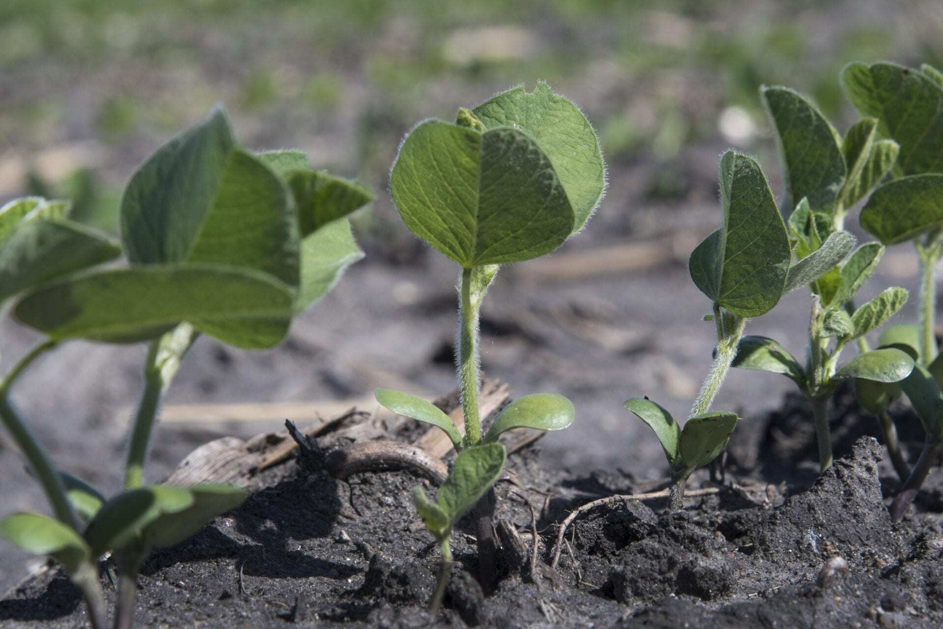 Adjusting your soybean planting date means adjusting other activities as well.
