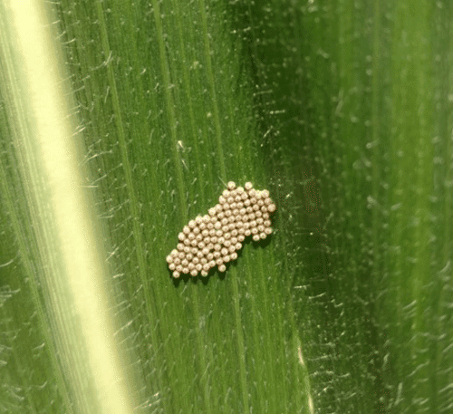 Western Bean Cutworm egg mass