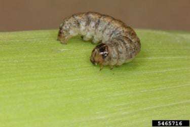 Western Bean Cutworm