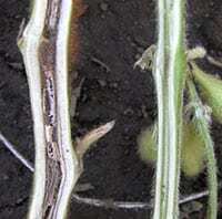 Stem browning (left) is diagnostic for BSR. Photo: University of Wisconsin.