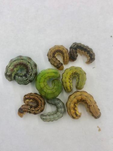 corn earworms