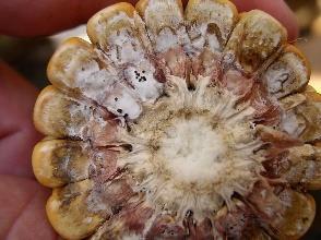 Diplodia ear rot