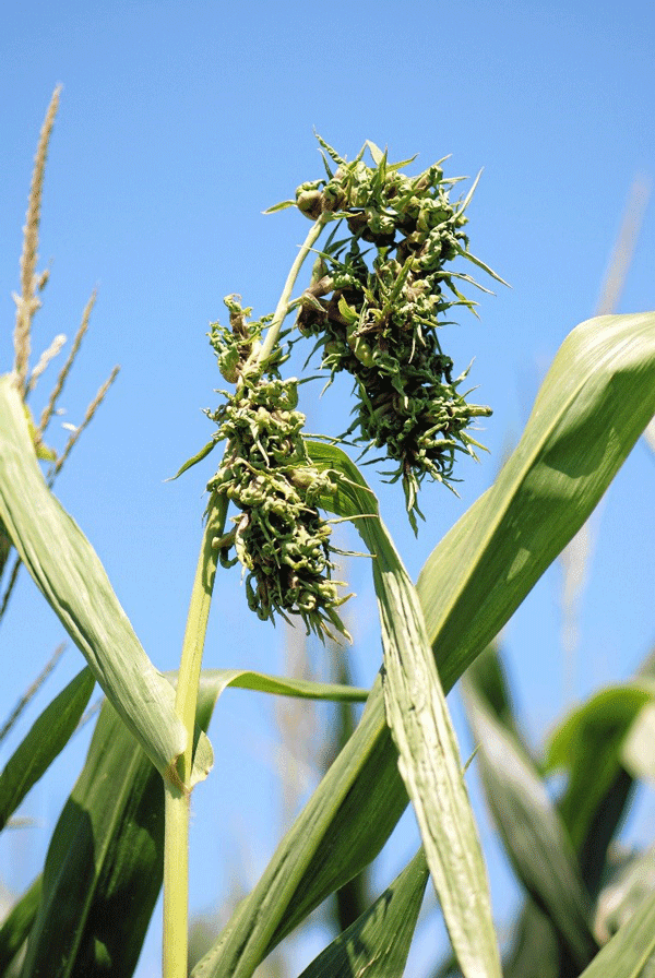 Crazy top in corn. Photo by Doug Jardine, K-State Research and Extension.