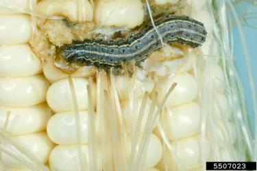 Fall armyworm