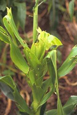 Fall armyworm. Whorl damage. Photo by Purdue University
