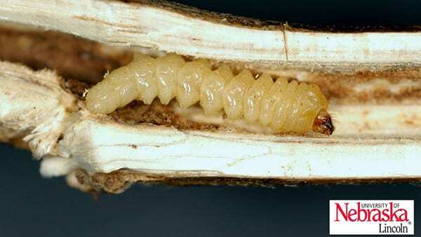 Larvae of soybean stem borer in a soybean stem. Photo: University of Nebraska-Lincoln.