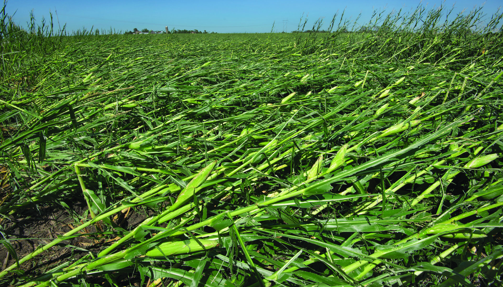 derecho flat corn Boone County Iowa August 2020