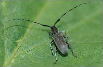 Soybean stem borer adult. Photo: Michael L. Boyd.
