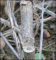 Stem borer girdling damage. Photo: Scott Stewart, University of Tennessee.