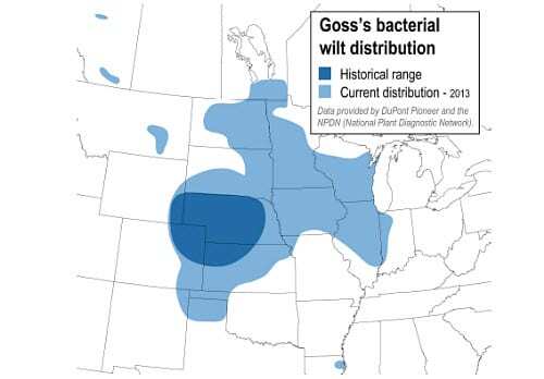 Goss's wilt map
