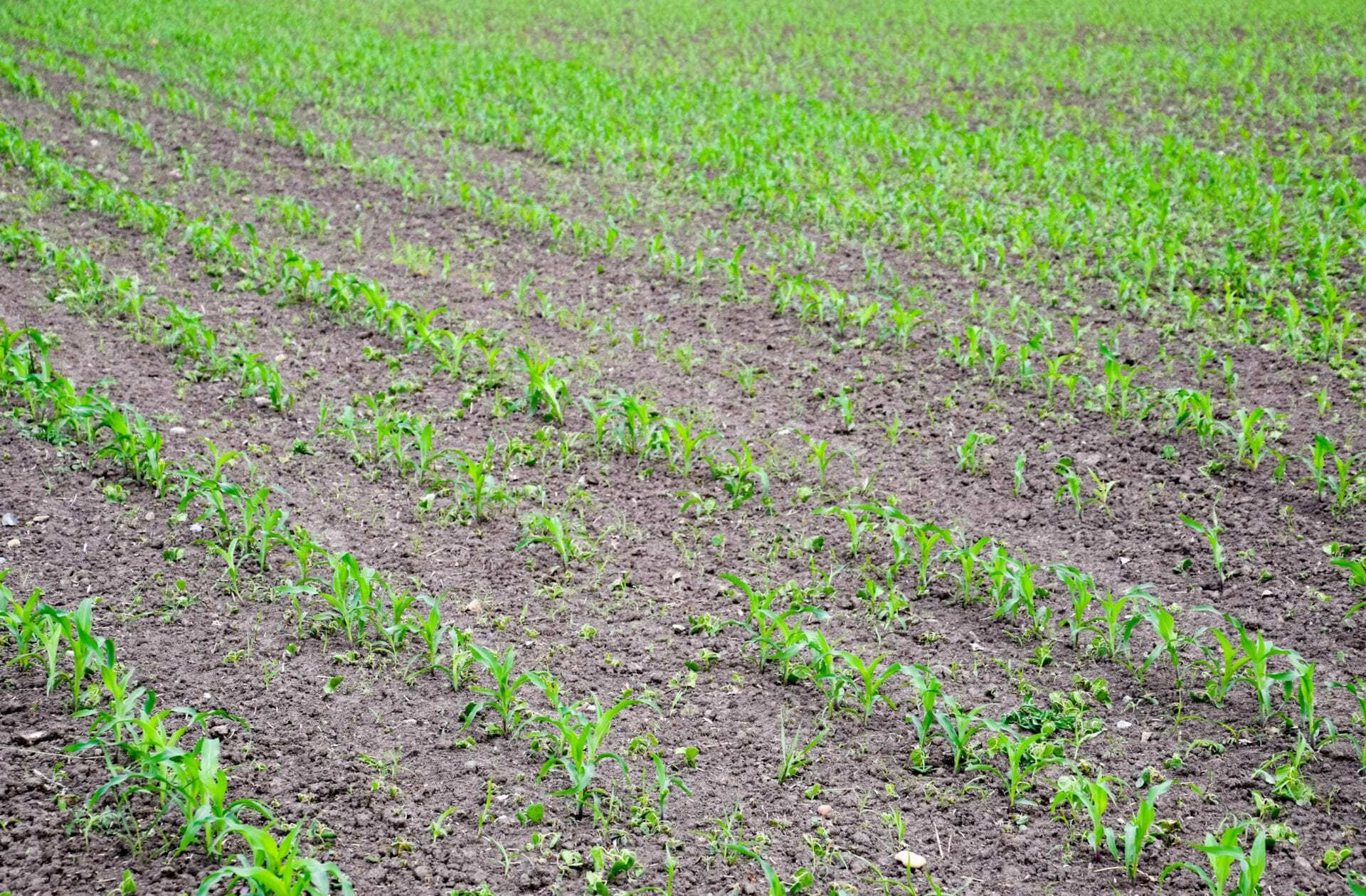 Cold temperature stress affects the growth of young seedlings.