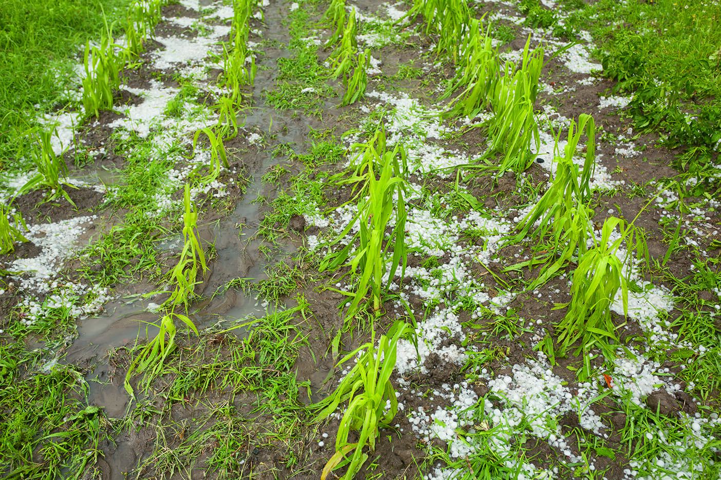 Once a plant passes V5 growth stage, the growing point rises above the soil, increasing susceptibility to hail damage.