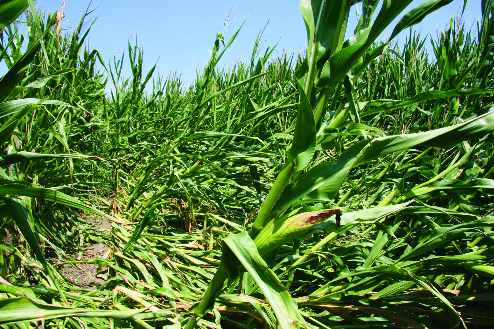Wind-damaged corn.