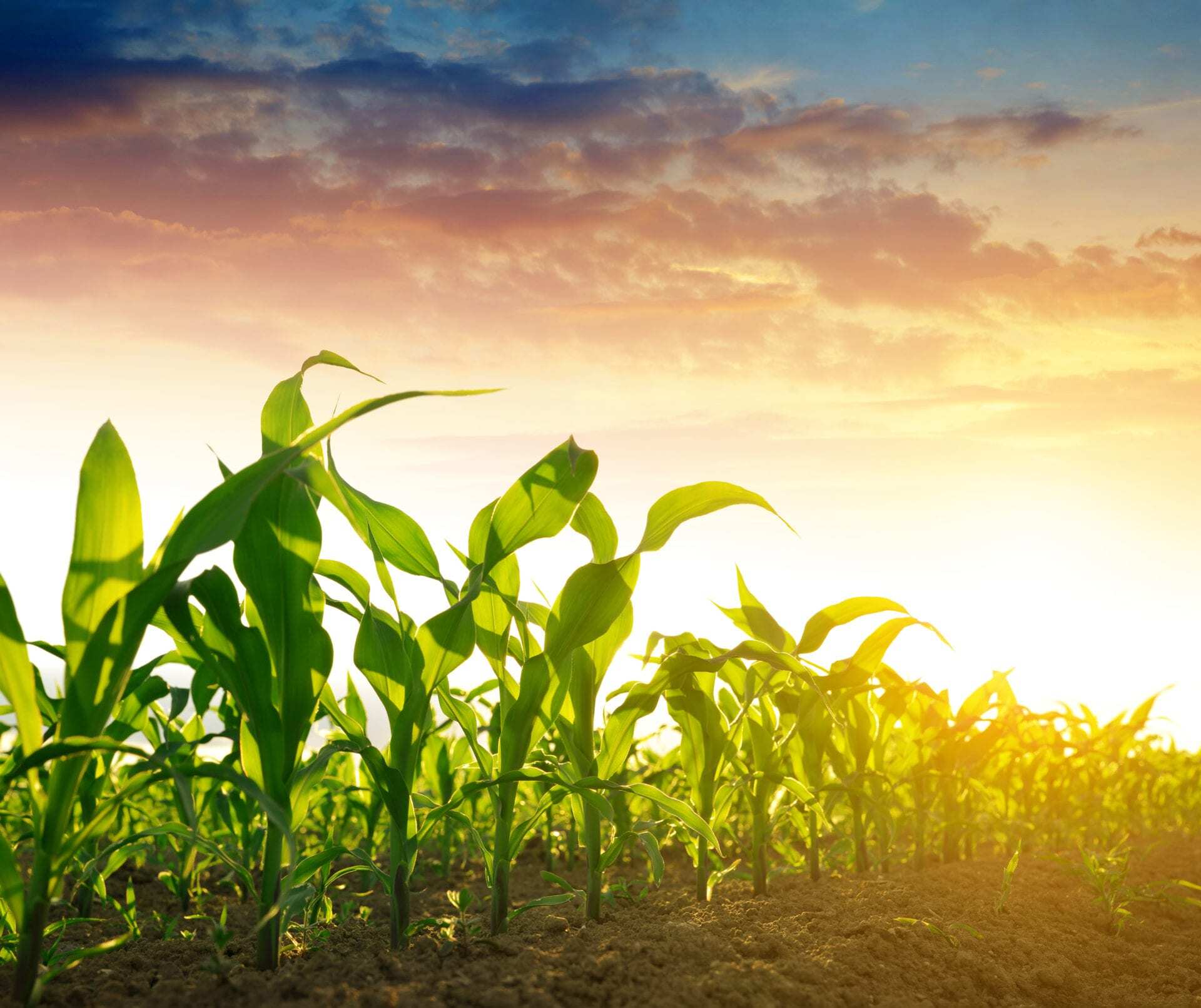 Ask your AgVenture Yield Specialist about the Qrome products that are best for your fields.