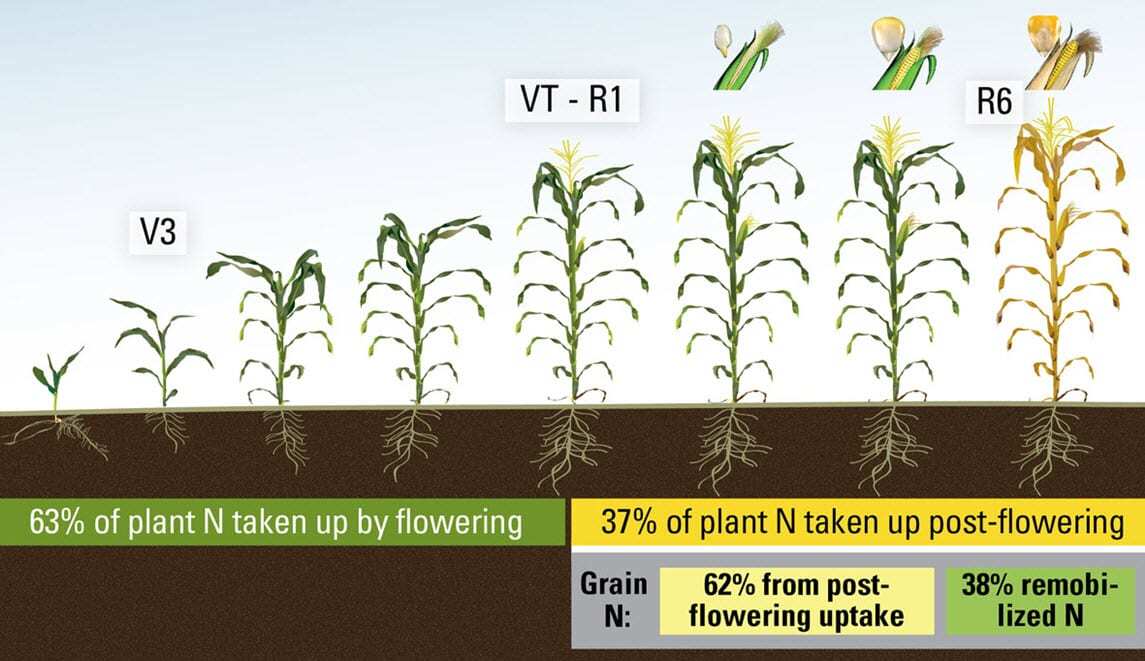 Percent of N taken up by the plant before and after flowering, and percent of N in the grain from post-flowering (after VT-R1) uptake and remobilized sources.