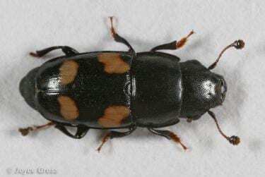 Picnic beetle