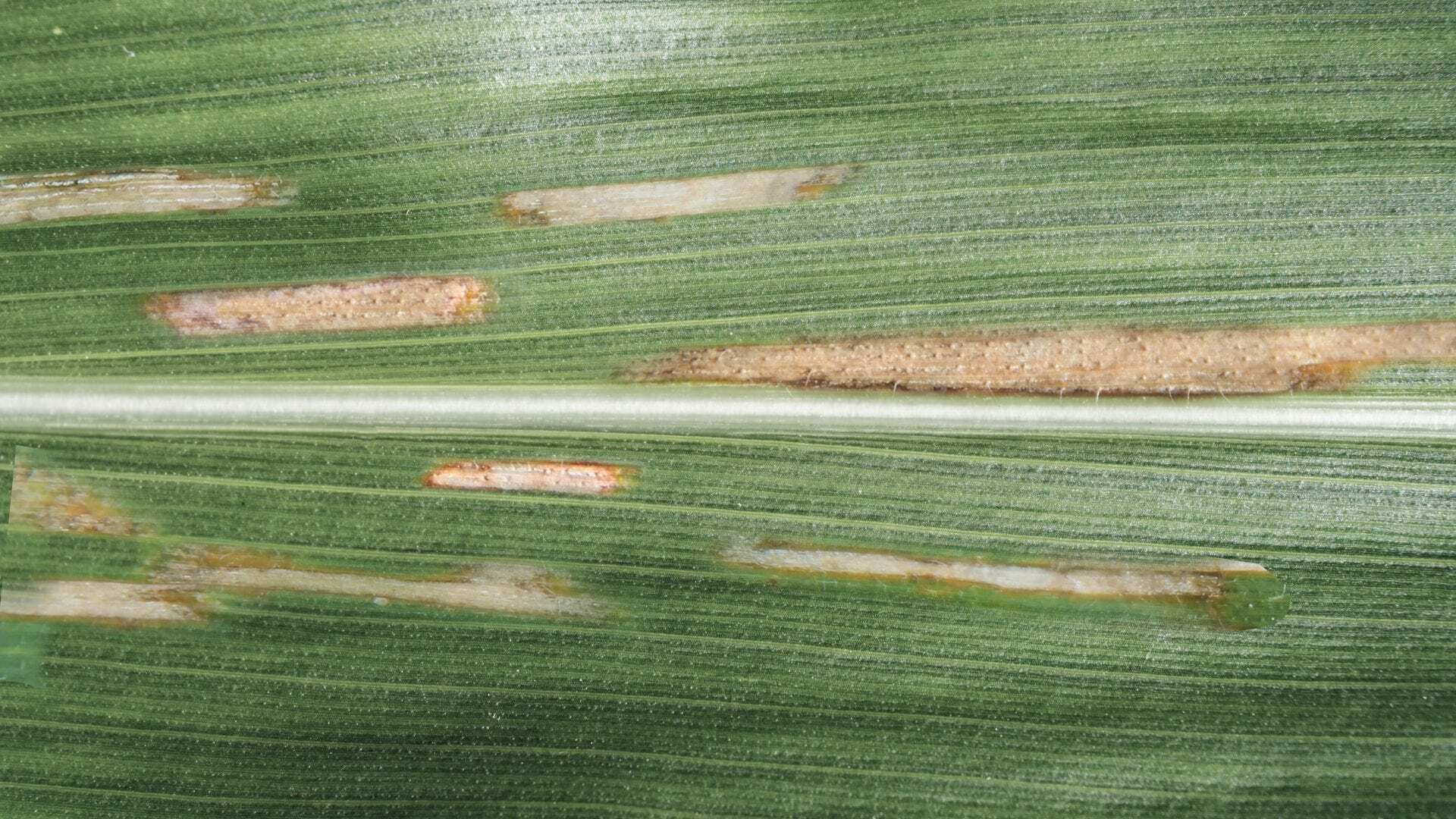Gray Leaf Spot