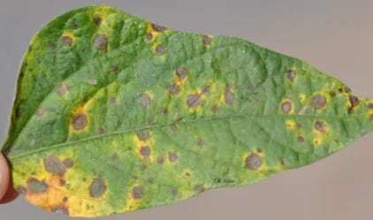 Fig. 2. Smaller lesions on leaflet in mid-canopy. Photo courtesy of University of Arkansas.