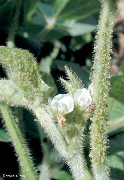 Soybean aphids on soybean stem