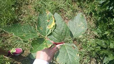 Symptoms develop in the lower canopy and appear as large circular lesions with concentric rings, thus the name Target Spot